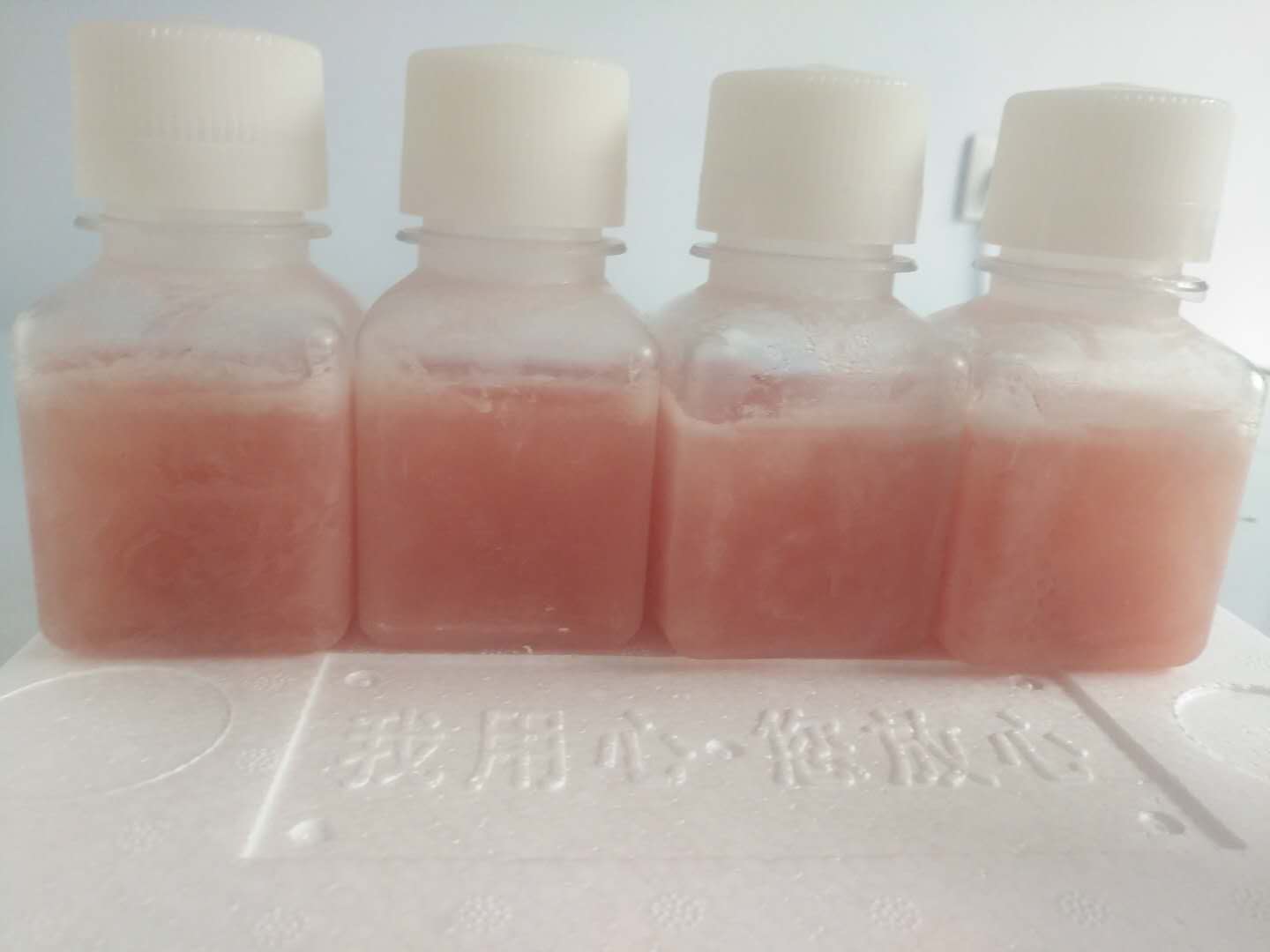 兔血清（无菌过滤）